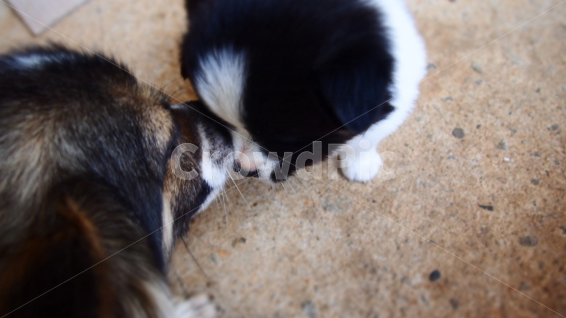 어미개,강아지,핥아줌,모자견,귀여움,동물,animal,포유류,mammal,개,강아지,dog,doggy