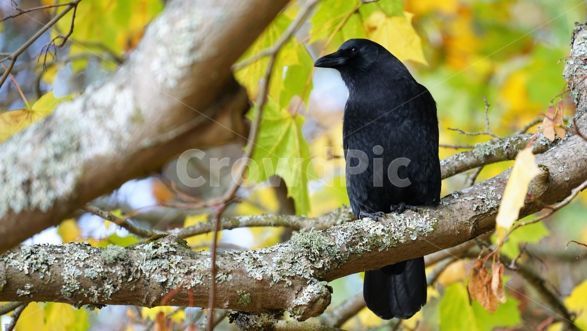 까마귀,자연,새,bird,nature,동물,animal,조류,새,birds