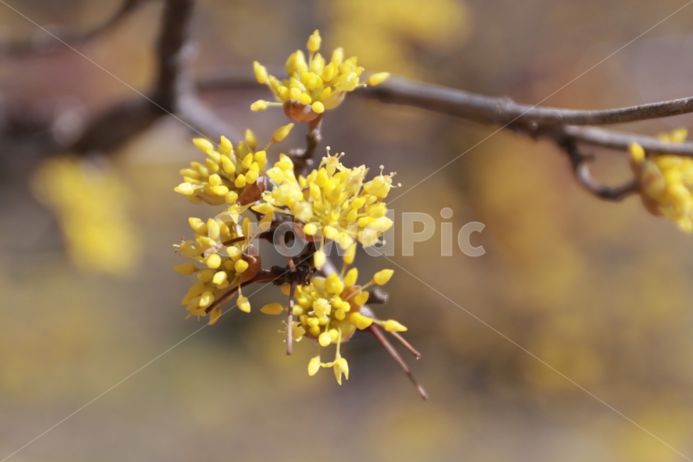 산수유,벌,봄,봄꽃,풍경,접사,식물,자연,plants,nature,꽃,flower