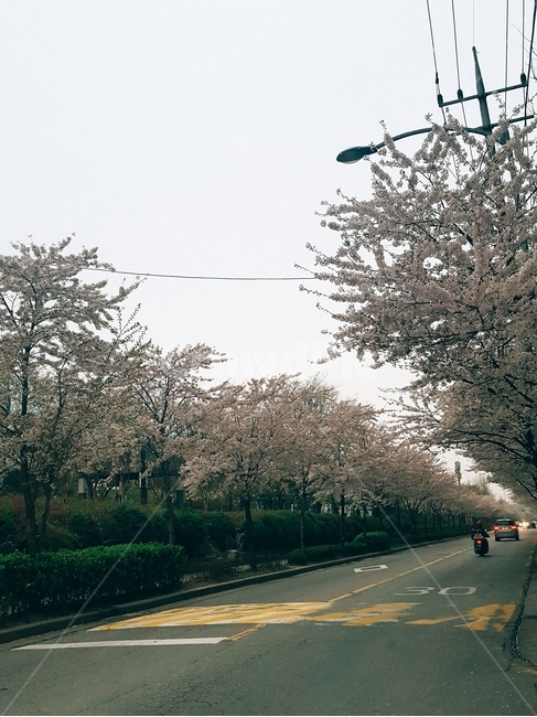 벚꽃,나무,꽃,봄,꽃놀이,도로,봄,계절,spring,season,자연,풍경,nature,landscape,road,asphalt,아스팔트