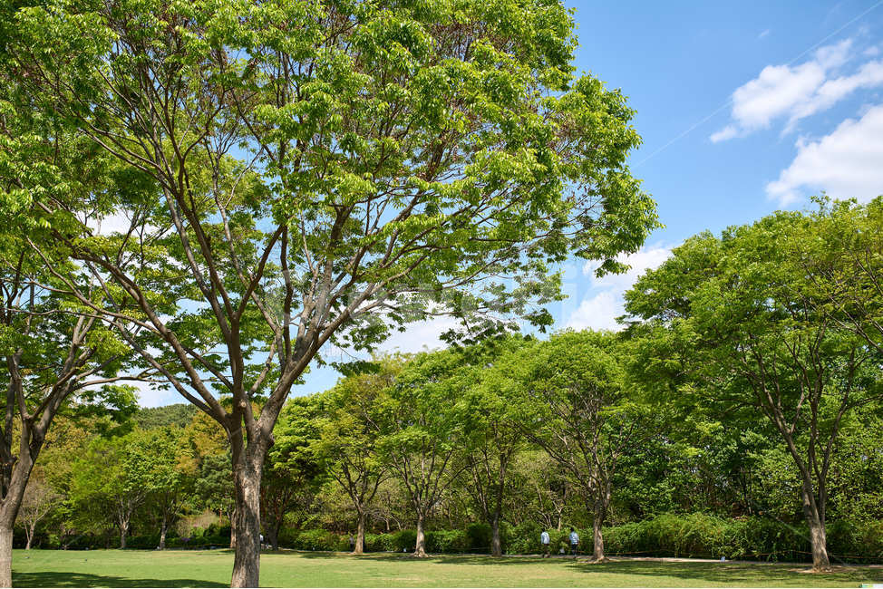 초록,나무,하늘,맑음,상쾌,봄,여름,잔디,자연,풍경,nature,landscape,식물,plants,나무,trees,wood,tree,plant,tree trunk,나무 줄기,grass