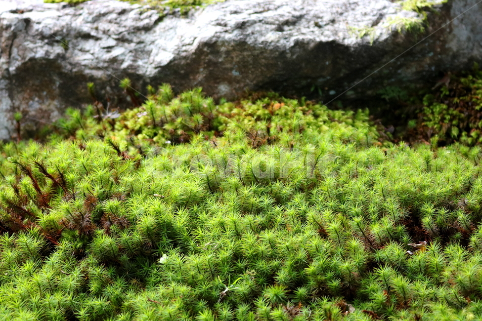 이끼,식물,자연,솔이끼,매태,녹전,선태,태선,식물,자연,plants,nature