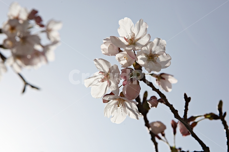 벗꽃,벗나무,꽃,봄꽃,벗꽃잎,꽃잎,식물,자연,공원,식물,자연,plants,nature,꽃,flower