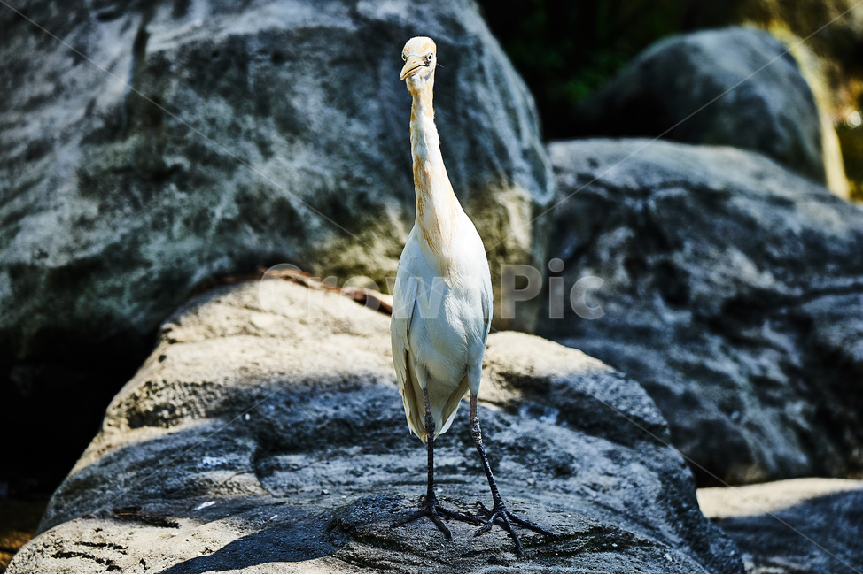 새,조류,고독,바위,깃털,동물,animal,조류,새,birds