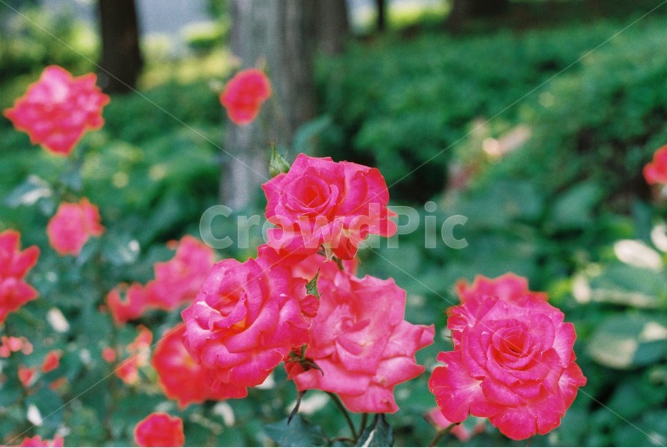 장미,장미꽃,꽃,rose,flower,roses,빨간색,color,red,식물,자연,plants,nature,꽃,flower
