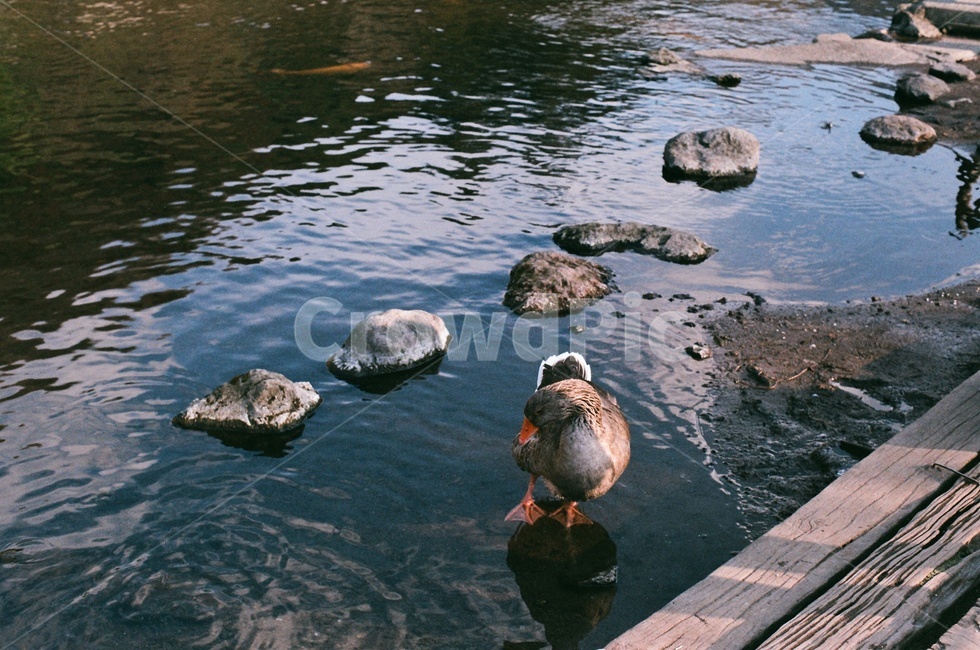 동물,오리,연못,호수,animal,동물,animal,조류,새,birds