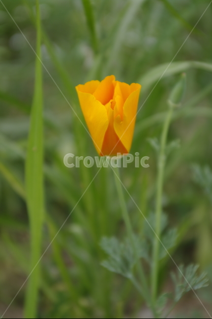 꽃,flower,식물,plant,자연,nature
