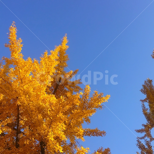 노란,가을,은행,파란,하늘,가을,계절,fall,autumn,season,식물,자연,plants,nature,나무,trees,wood,tree,plant