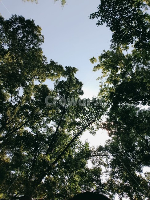 tree,나무,plant,식물,전나무,식물,자연,plants,nature