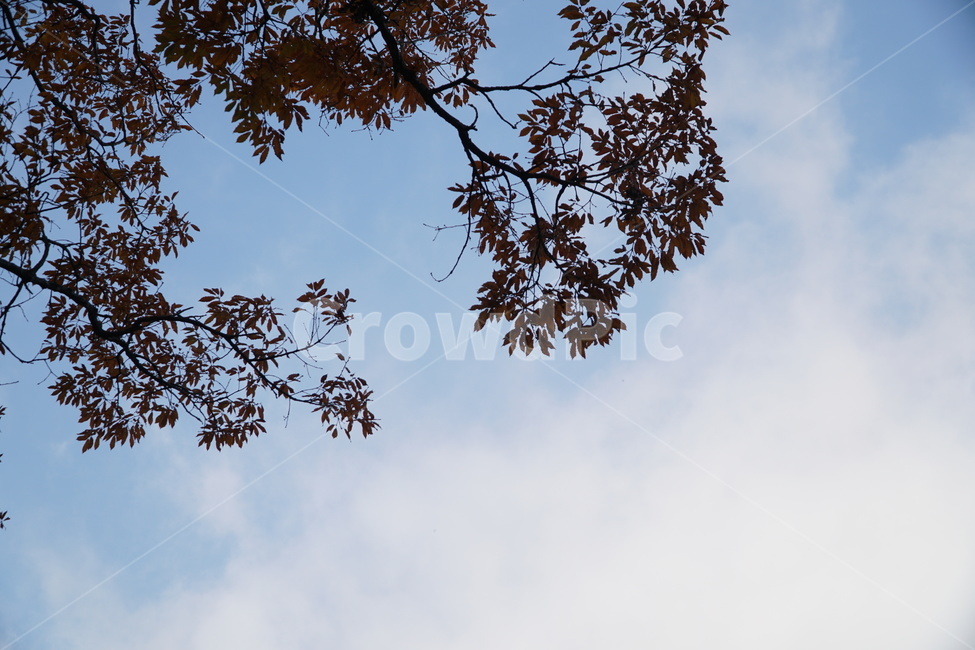 단풍,하늘과단풍,11월단풍,가을,가을하늘,가을,계절,fall,autumn,season,식물,자연,plants,nature,나무,trees,wood,tree,plant