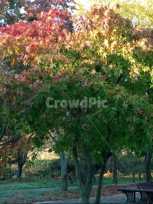 나무,단풍,plant,tree,leaf,잎,나뭇잎,나무줄기,maple,treetrunk,가을,계절,fall,autumn,season,식물