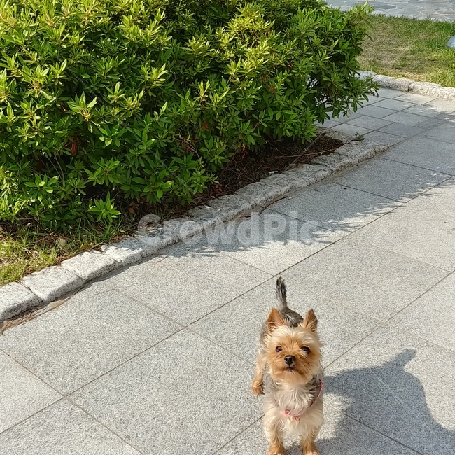 강아지,요크셔테리어,애완견,산책,가족,동물,animal,포유류,mammal,개,강아지,dog,doggy