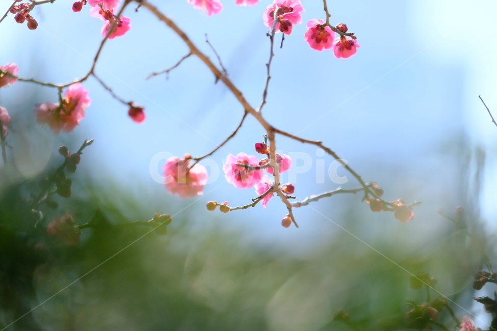 plant,식물,blossom,flower,꽃,홍매화,봄,계절,spring,season,식물,자연,plants,nature,꽃,flower