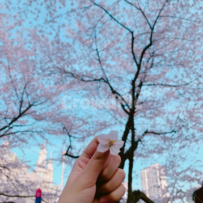 벚꽃,꽃,나무,손,축제,봄,계절,spring,season,꽃,flower,plant,식물,cherry blossom,blossom