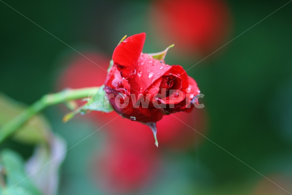 꽃,식물,봄,공원,플라워,아름다운,식물,자연,plants,nature,꽃,flower