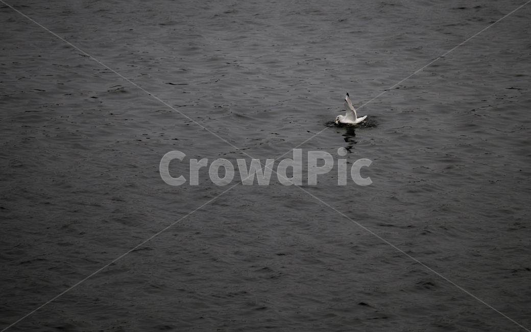 animal,동물,waterfowl,물새,bird,새,egret,백로,갈매기,물고기,강,물,동물,animal,조류,새,birds
