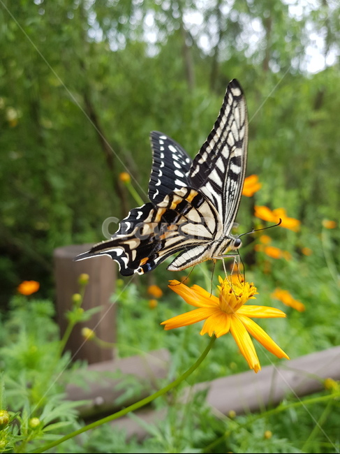 호랑나비,나비,swallowtailbutterfly,butterfly,꽃,동물,animal,곤충,벌레,insect,bug