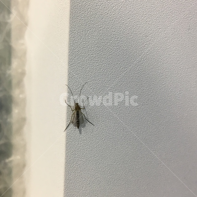 모기,벌레,해충,모기확대,모기관찰,동물,animal,곤충,벌레,insect,bug