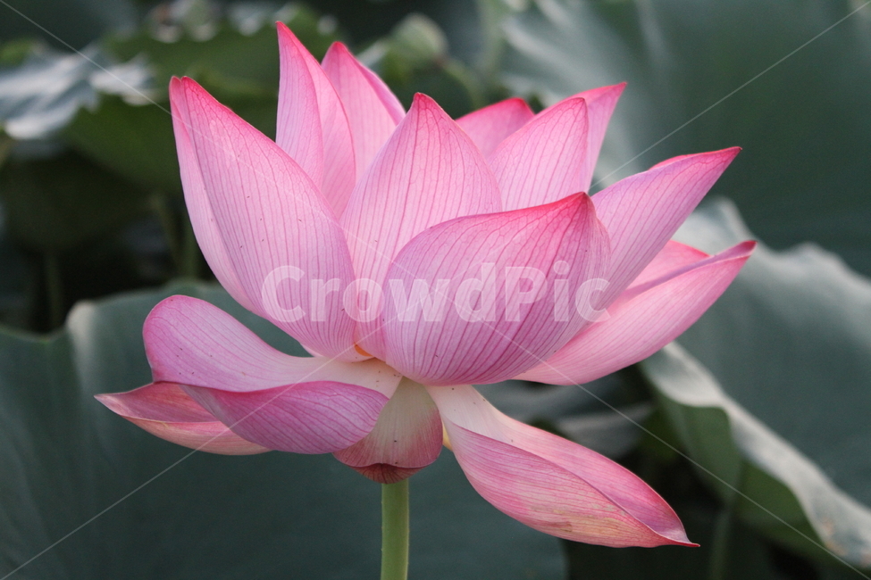 꽃,식물,꽃잎,연꽃,lotus,식물,자연,plants,nature,꽃,flower