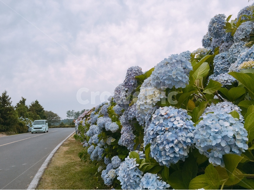 수국,제주도,꽃,하늘,구름,식물,자연,plants,nature,꽃,flower,교통,교통수단,traffic,transportation