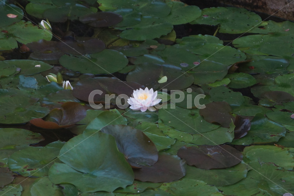 plant,연꽃,flower,꽃,blossom,식물,식물,자연,plants,nature,꽃,flower