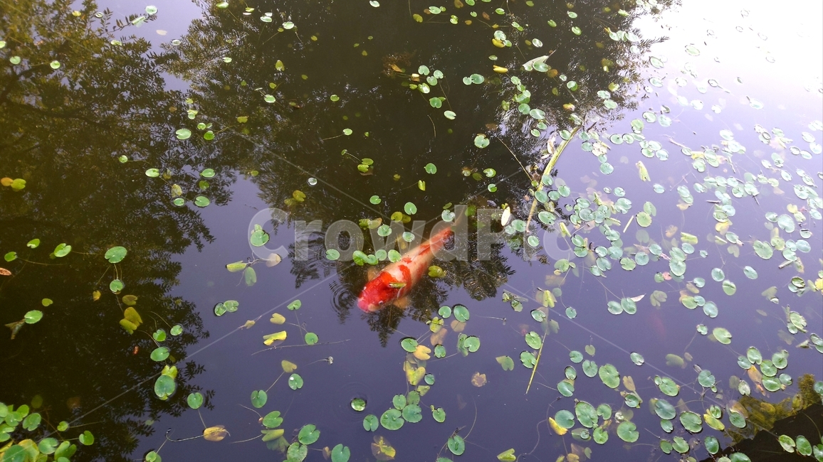연못,잉어,비단잉어,물고기,개구리밥,부평초,pond,carp,fish,duckweeds,어류,물고기,fish