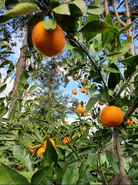 orange,과일,감귤류과일,주황색,감귤,감귤체험,주렁주렁,귀여운귤