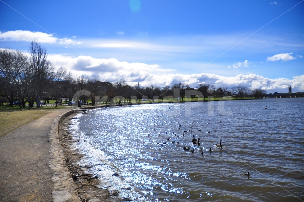 호주,캔버라,호수,구름,하늘,나무,겨울,가을,블랙스완,물,풍경,australia,canberra,lake,sky,clouds,winter,autumn,blackswans,water,view,landscape,해외,외국,세계,foreign,oversea,world,동물,animal,조류,새,birds