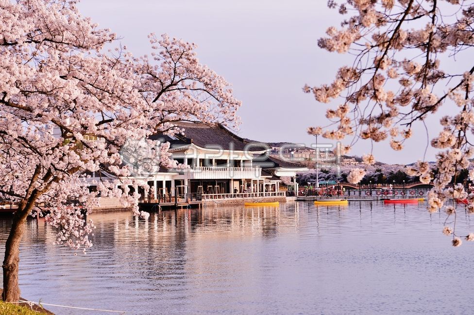 봄,꽃,벚꽃,경주,보문호,계절,향기,나무,식물,꽃나무,flower,호수,물,관광지