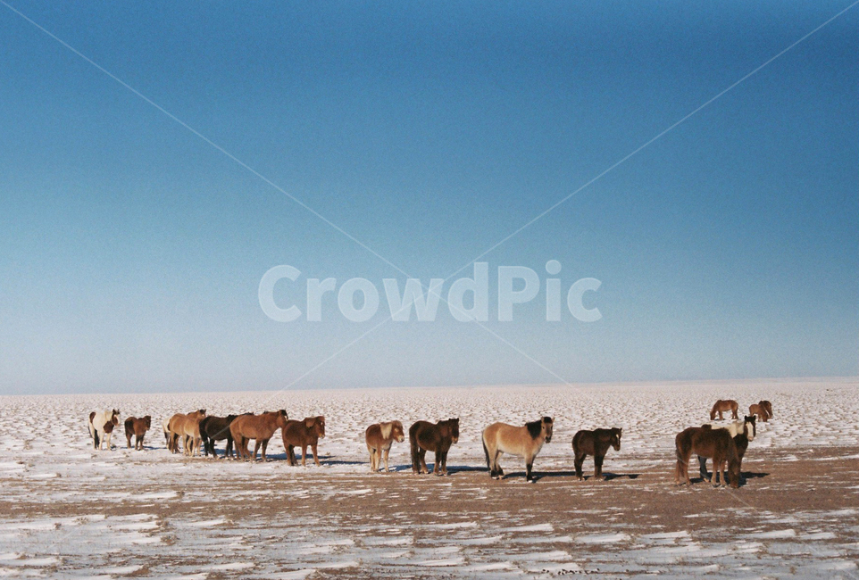 몽골,자연,동물,눈,snow,하늘,말,horse,들판,mammal
