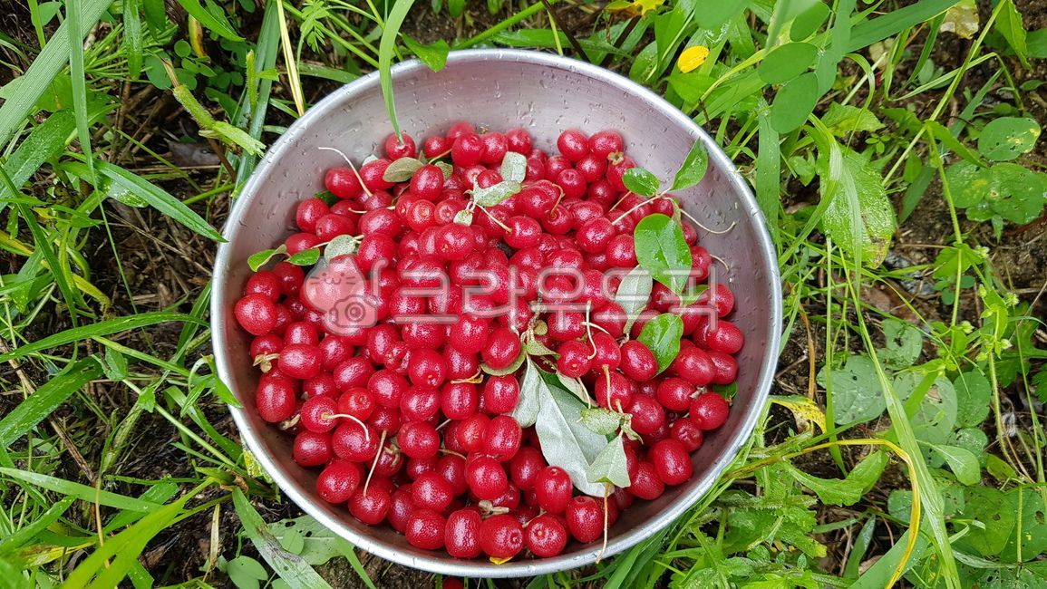 보리수,보리수열매,보리수효능,보리수부작용,약용작물,정원수