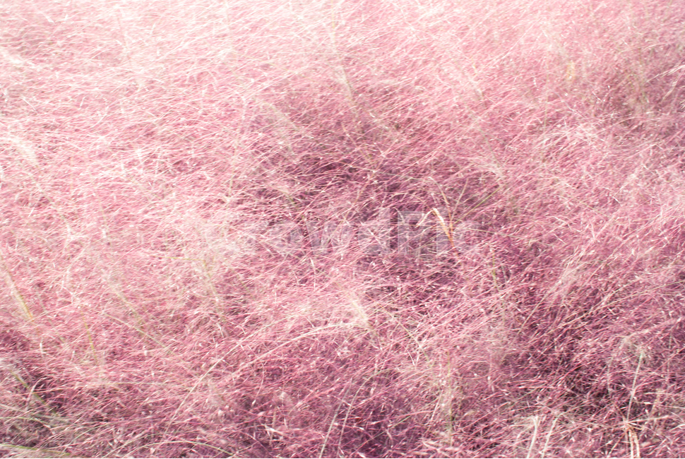 핑큐뮬리,식물,꽃,자연,핑크,가을,계절,fall,autumn,season,식물,자연,plants,nature