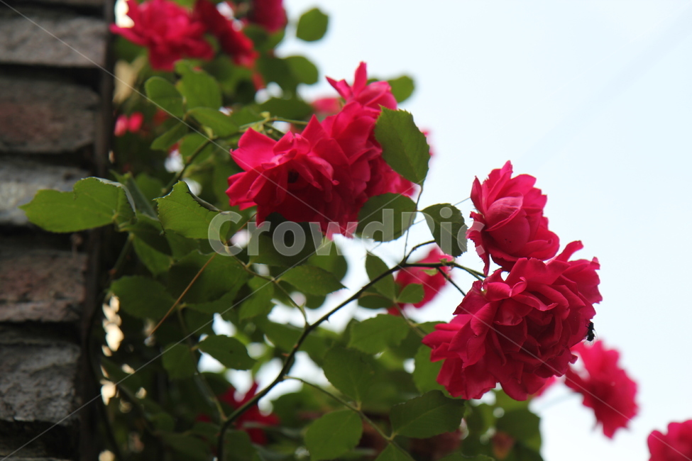 장미,대문,붉은색,열정적인,장미꽃,식물,자연,plants,nature,꽃,flower