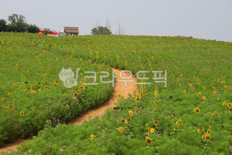 해바라기,꽃,여름,식물,목초지,들판,농장,farm,자연,안성팜랜드,꽃밭,flower,sunflower,자연,풍경,nature,landscape