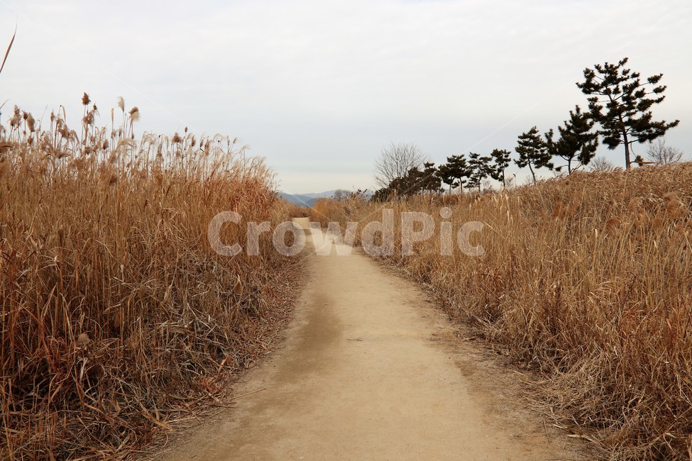 오솔길,숲길,가을산길,마실,갈대,갈대밭,나무,시골,가을,계절,fall,autumn,season,자연,풍경,nature,landscape,gravel,자갈,road,도로,dirt road,흙길,ground,바닥