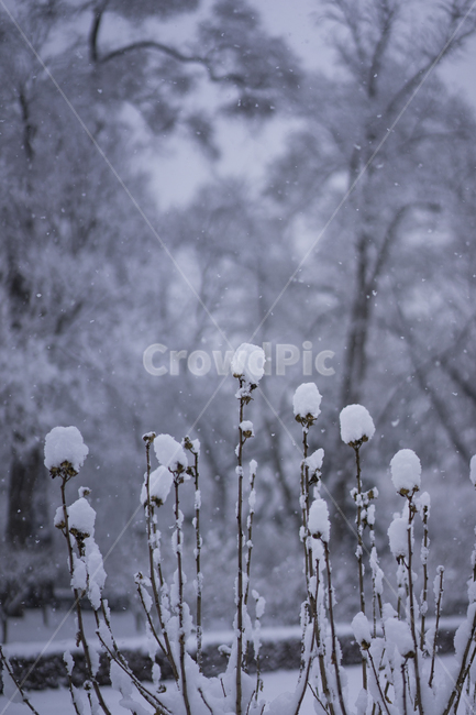 첫눈,겨울,눈,겨울수목원,눈꽃,계절,winter,snow,겨울,계절,winter,season,식물,자연,plants,nature