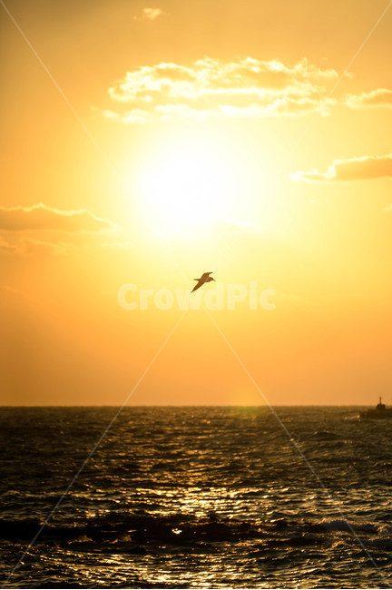 해질녘,노을,일몰,풍경,감성,제주도풍경,제주,바다,자연,풍경,nature,landscape,동물,animal,조류,새,birds,sunlight,햇빛,light,빛,flare,플레어,outdoors,옥외,bird,sun,태양,sky,하늘