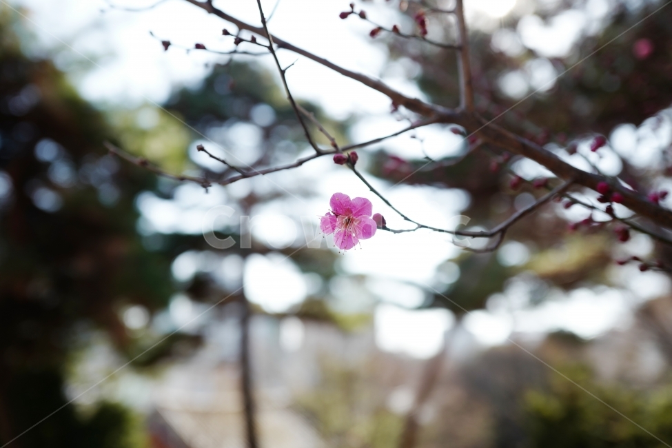 홍매화,매화,꽃,봄꽃,봄,봄,계절,spring,season,식물,자연,plants,nature,꽃,flower,plant,blossom