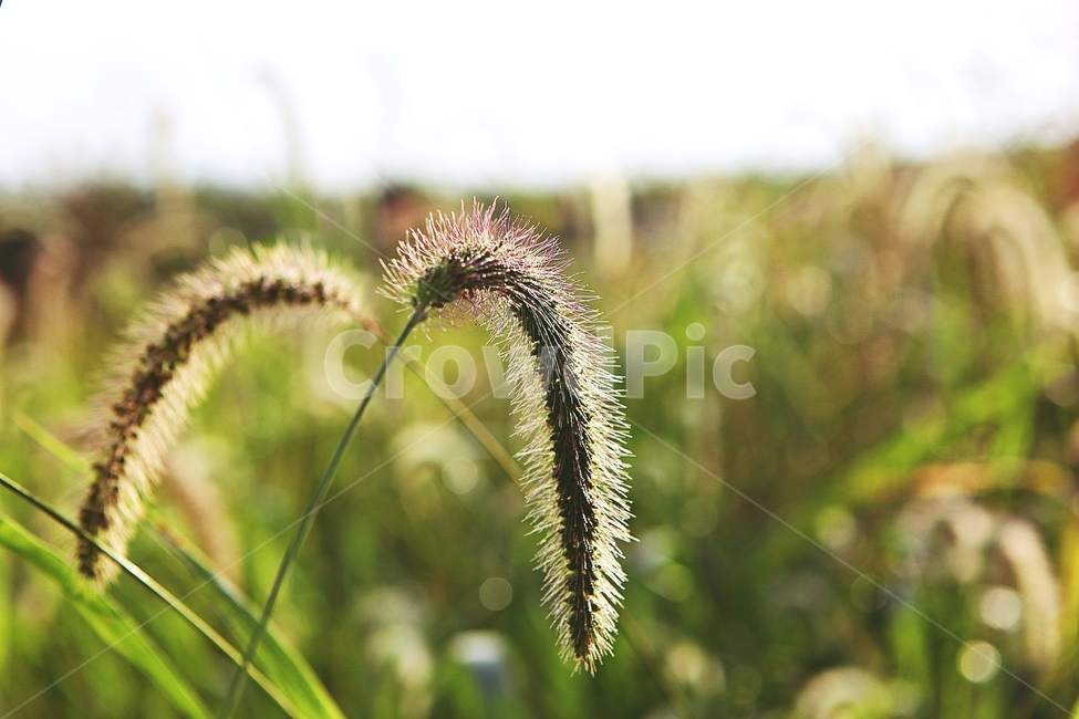 강아지풀,풀,잡초,식물,자연,여름,계절,식물,자연,plants,nature