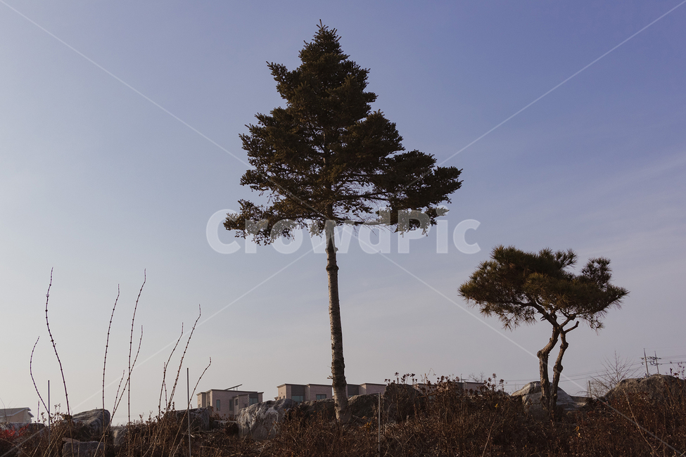 plant,식물,tree,나무,treetrunk,나무줄기,자연,nature,풍경,야외,나무,trees,wood