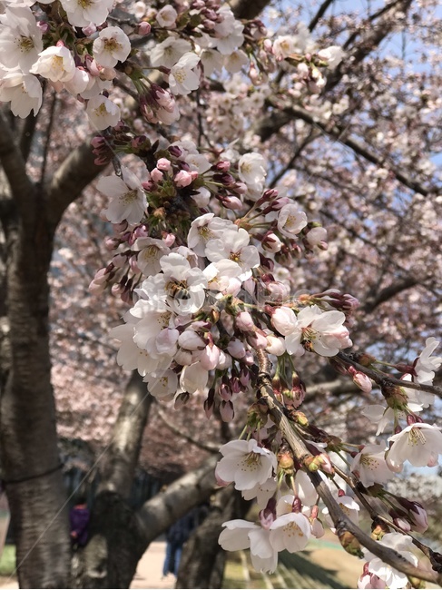 봄,벚꽃,핑크,클로즈업플라워,꿀벌