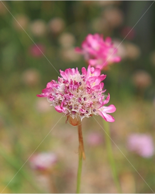 아르메니아,분홍,봄,아침,햇살,식물,자연,plants,nature,꽃,flower