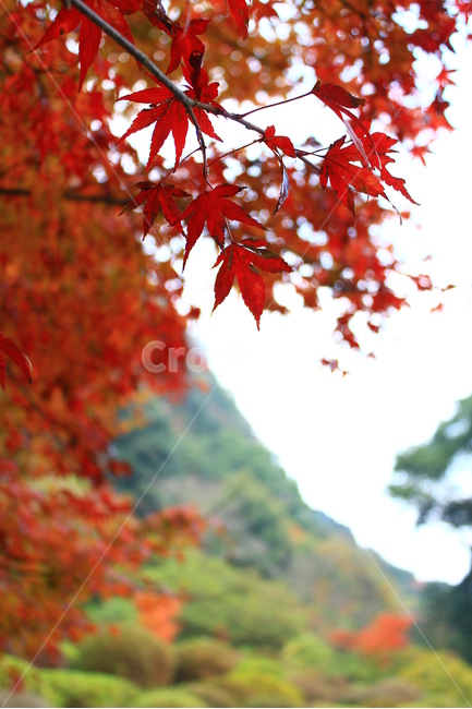 가을,자연,풍경,단풍,계절,가을풍경,자연풍경,계절풍경,nature,season,naturallandscape,landscape,fallfoliage,fall,가을,계절,fall,autumn,season,식물,자연,plants,nature,leaf,잎,plant,tree,나무