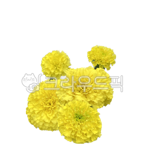 Cheonsu Guk,language of flowers,petal,Nukki,marigold,American Marigold,Asteraceae,plant,flower
