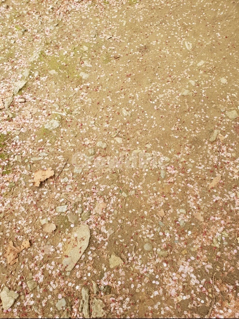봄날,아름다움,핑크,꽃,와인,자색,자줏빛,길목,길,골목,골목길,핑크빛,떨어진꽃,평화,흩날리는,벚꽃잎,봄향기,떨어진꽃잎,봄거리,자연스러운,꽃향기나는