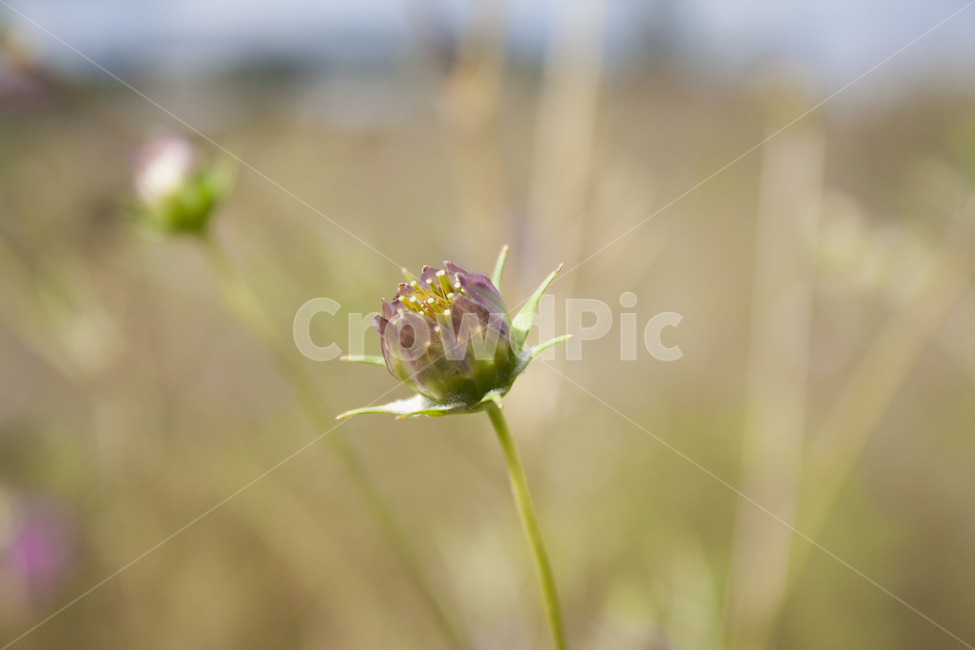 꽃봉오리,가을,코스모스,꽃,분위기,식물,자연,plants,nature,꽃,flower