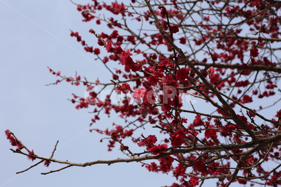 매화,홍매화,봄,식물,꽃,봄꽃,봄,계절,spring,season,식물,자연,plants,nature,꽃,flower,plant