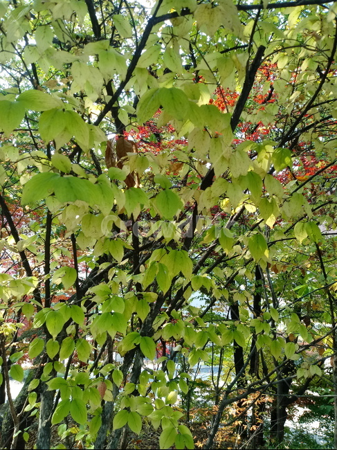 가을,단풍,낙엽,maple,plant,식물,단풍나무,단풍잎,leaf,잎,tree,나무,계절,fallautumnseason,가을단풍,자연,풍경,경치,가을,계절,fall,autumn,season,식물,자연,plants,nature,나무,trees,wood