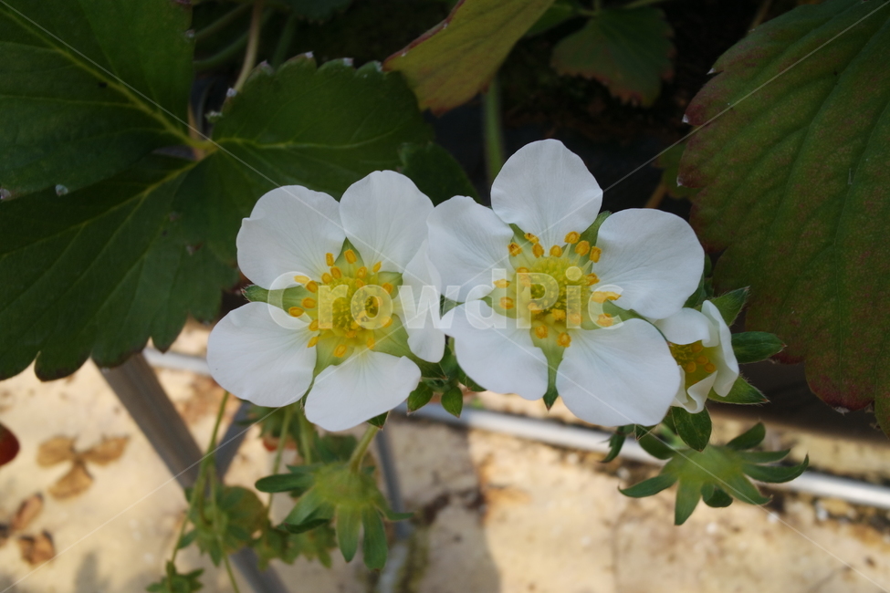 딸기꽃,plant,식물,pollen,화분,blossom,꽃,flower