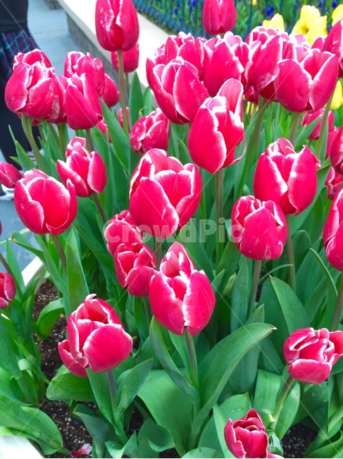 튤립,핑크튤립,꽃,flower,봄